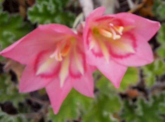 Gladiolus carmineus of another colour